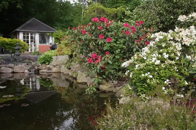 Havedammen med blomstrende buske