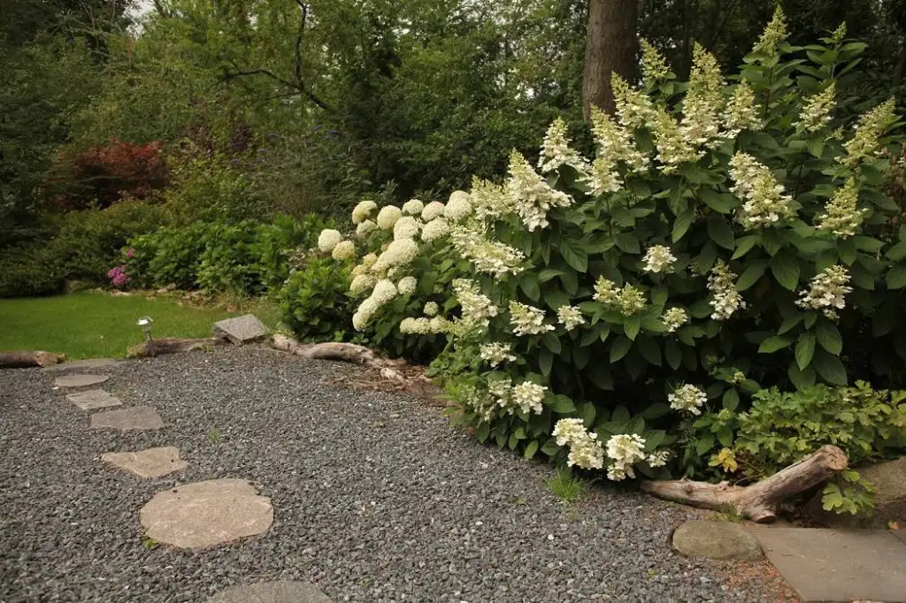 Hvid hortensia ved en flisesti