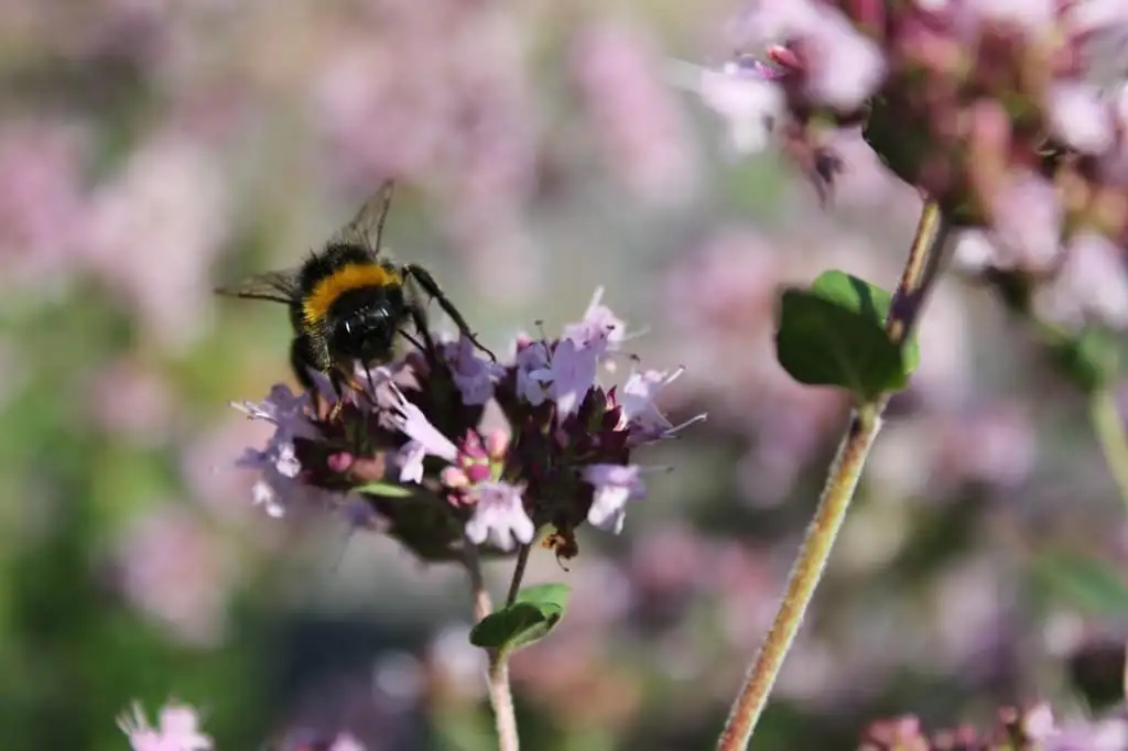 Humlebi på en blomst