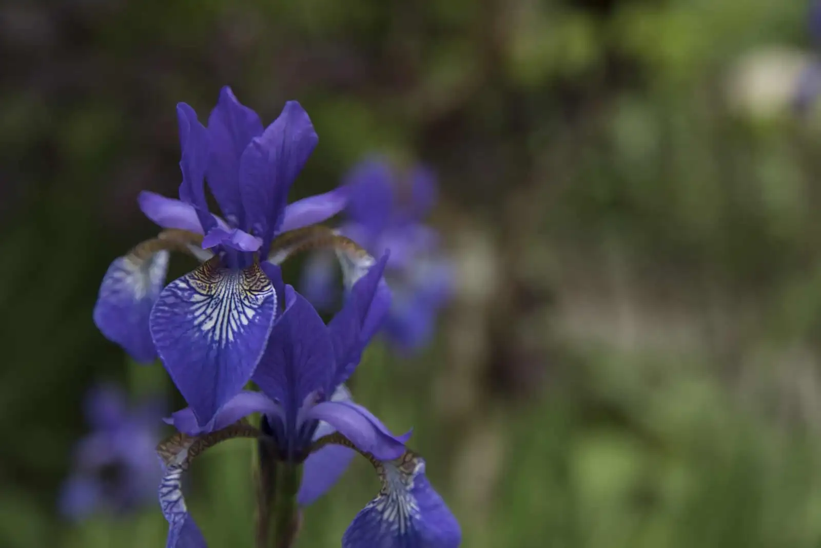 Blå iris i haven