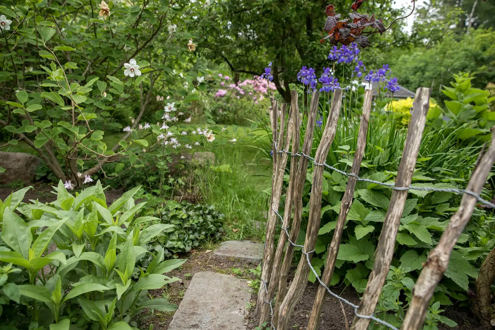 Kastaniehegn langs et blomsterbed
