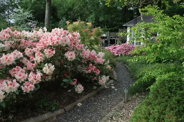 Lyserøde rhododendron ved stien