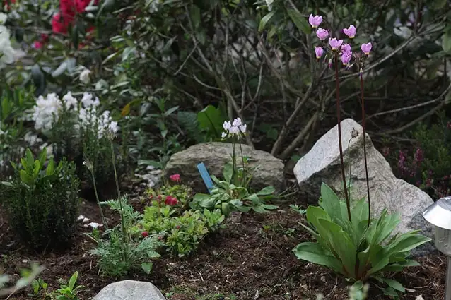 Skyggebed med blomstrende stauder