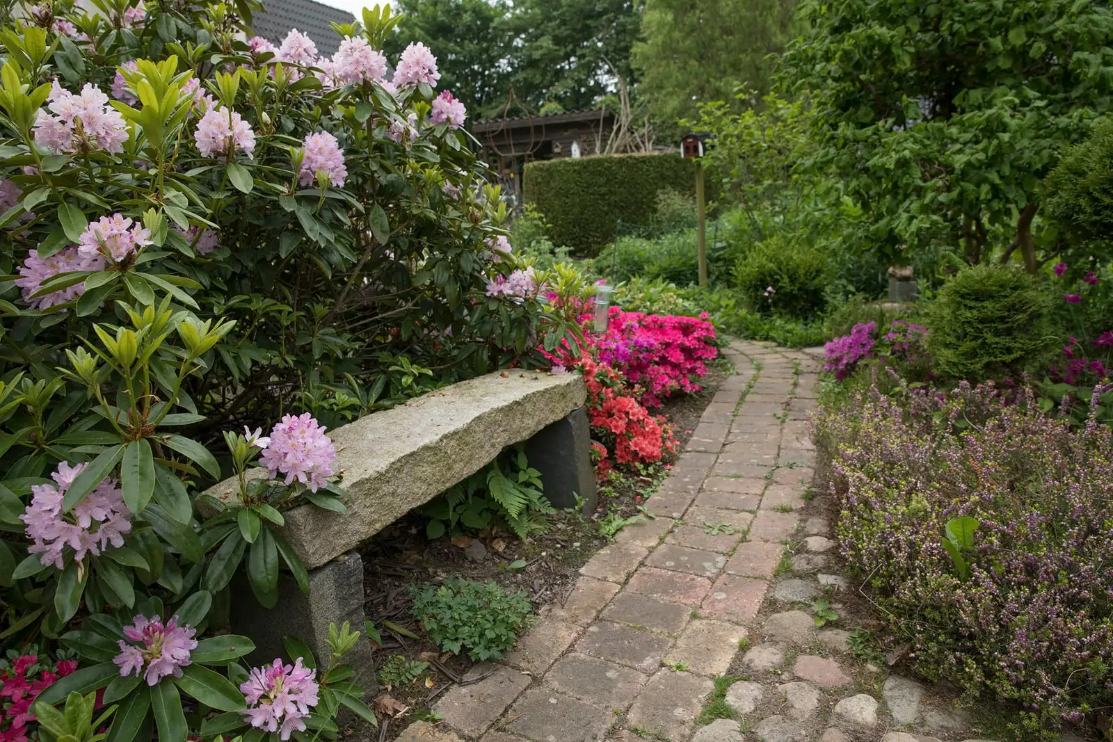 Stenbænk ved stien mellem rhododendron