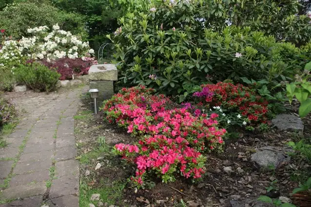 Sti forbi blomstrende azaleaer