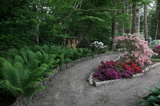 Sti mellem bregner og rhododendron